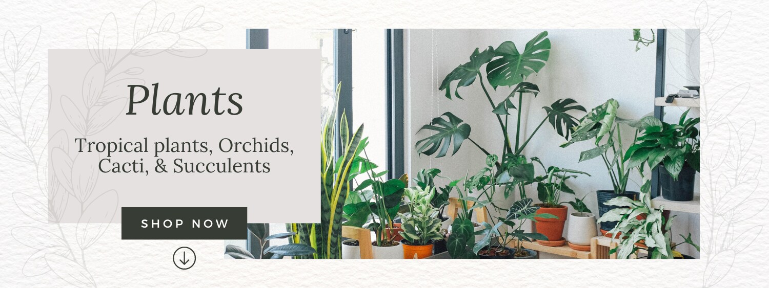 Plants